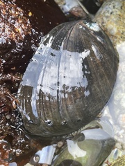 Haliotis cracherodii