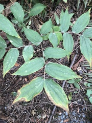 Prosartes hookeri