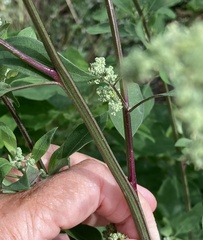 Chenopodium betaceum