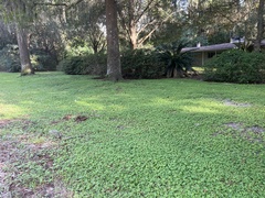 Oplismenus hirtellus