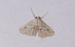 Parapoynx allionealis