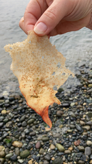 Chondracanthus exasperatus