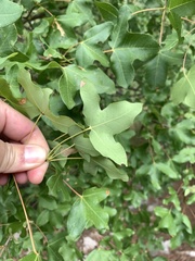 Acer monspessulanum