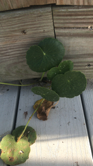 Hydrocotyle bonariensis