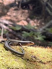 Plestiodon fasciatus