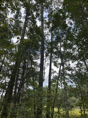 Pinus elliottii