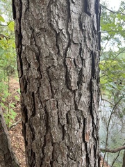 Pinus elliottii
