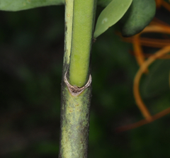 Psittacanthus schiedeanus
