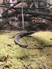 Plestiodon fasciatus