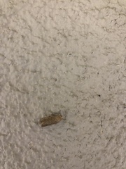 Platyedra subcinerea