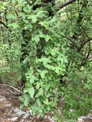 Acer monspessulanum