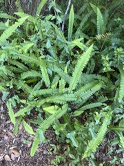 Nephrolepis cordifolia