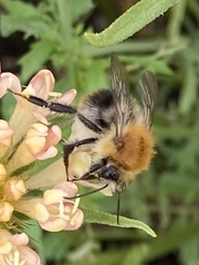 Bombus pascuorum