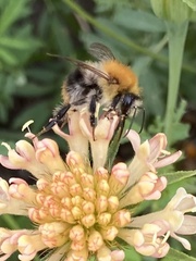 Bombus pascuorum