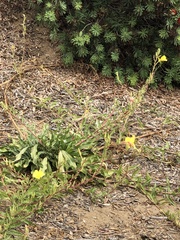 Oenothera elata