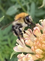 Bombus pascuorum