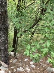 Acer monspessulanum