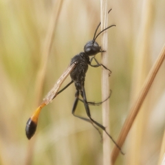 Ammophila