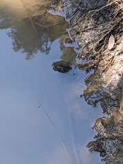 Lithobates clamitans