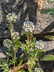 Lobularia maritima