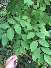 Phellodendron amurense