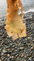 Saccharina latissima