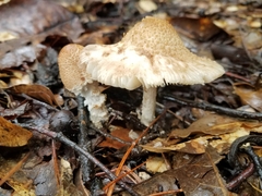 Lepiota
