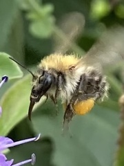 Bombus pascuorum
