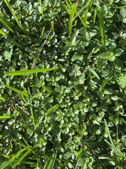 Ludwigia repens