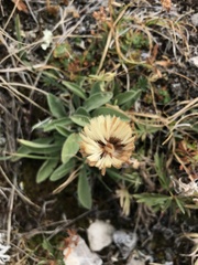 Erigeron aureus