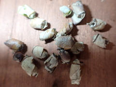 Homoeolabus analis