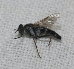 Ozodiceromyia
