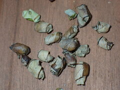Homoeolabus analis