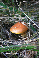 Suillus grevillei