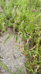 Persicaria lapathifolia