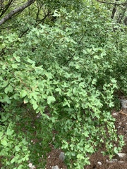 Acer monspessulanum