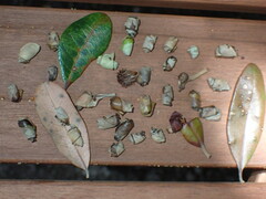 Homoeolabus analis