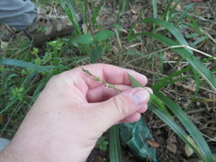 Diarrhena obovata
