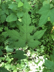 Ampelopsis