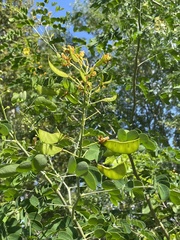 Erythrostemon mexicanus