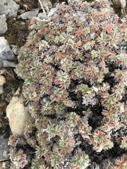 Potentilla nivea