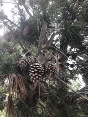 Pinus radiata
