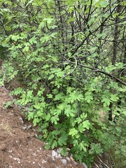 Acer monspessulanum