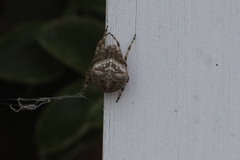 Larinioides patagiatus