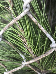 Pinus radiata