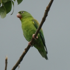 Brotogeris jugularis