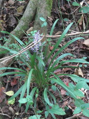 Liriope muscari
