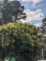 Koelreuteria paniculata