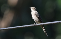 Myadestes townsendi