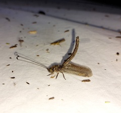 Ululodes quadripunctatus